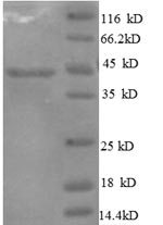 Greater than 90% as determined by SDS-PAGE.