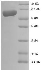 Greater than 90% as determined by SDS-PAGE.