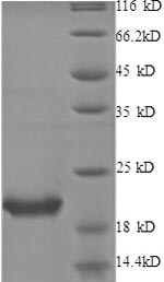 Greater than 90% as determined by SDS-PAGE.