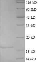 Greater than 90% as determined by SDS-PAGE.