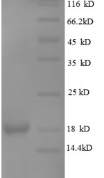 Greater than 90% as determined by SDS-PAGE.Recombinant Human Leptin (LEP) Protein (His)