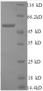 Greater than 90% as determined by SDS-PAGE.