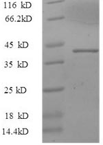 Greater than 90% as determined by SDS-PAGE.Recombinant Human Alpha-Synuclein (SNCA) Protein (GST)