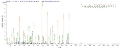 Based on the SEQUEST from database of E.coli host and target protein, the LC-MS/MS Analysis result of this product could indicate that this peptide derived from E.coli-expressed Homo sapiens (Human) MMP1.Recombinant Human Interstitial Collagenase (MMP1) Protein (His)