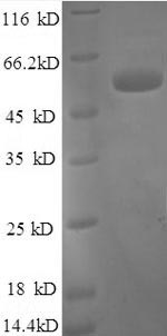 Greater than 90% as determined by SDS-PAGE.