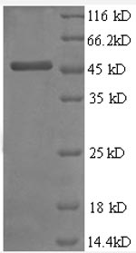 Greater than 90% as determined by SDS-PAGE.Recombinant Human Metalloproteinase Inhibitor 2 (TIMP2) Protein (GST)