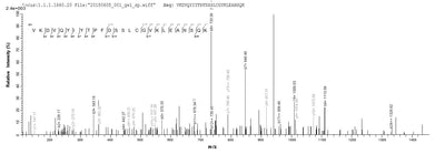 Based on the SEQUEST from database of E.coli host and target protein, the LC-MS/MS Analysis result of this product could indicate that this peptide derived from E.coli-expressed Homo sapiens (Human) TIMP4.Recombinant Human Metalloproteinase Inhibitor 4 (TIMP4) Protein (His)