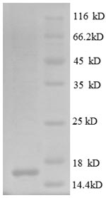 Greater than 90% as determined by SDS-PAGE.