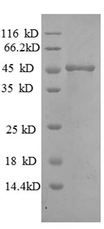 Greater than 90% as determined by SDS-PAGE.Recombinant Human Matrilysin (MMP7) Protein (GST)