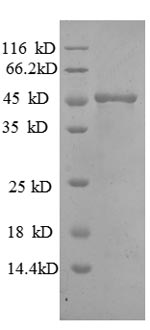 Greater than 90% as determined by SDS-PAGE.