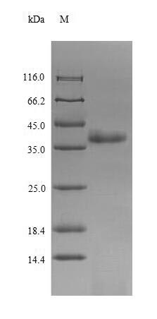 Greater than 90% as determined by SDS-PAGE.