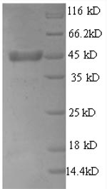 Greater than 90% as determined by SDS-PAGE.Recombinant Rat Thrombopoietin (THPO) Protein (GST)