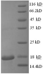 Greater than 90% as determined by SDS-PAGE.