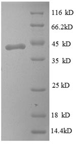 Greater than 90% as determined by SDS-PAGE.Recombinant Human Myelin P2 Protein (PMP2) Protein (GST)