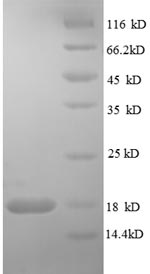 Greater than 90% as determined by SDS-PAGE.Recombinant Human Tumor Necrosis Factor Receptor Superfamily Member 19L Protein (RELT) Protein (His)