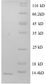 Greater than 90% as determined by SDS-PAGE.