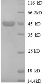Greater than 90% as determined by SDS-PAGE.
