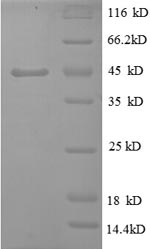 Greater than 90% as determined by SDS-PAGE.Recombinant Bovie Tumor Necrosis Factor (TNF) Protein (GST)