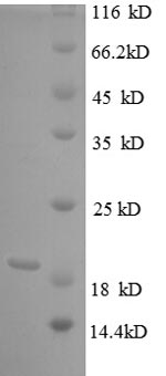 Greater than 90% as determined by SDS-PAGE.Recombinant Bovie Tumor Necrosis Factor (TNF) Protein (His)