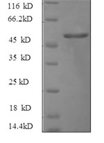 Greater than 90% as determined by SDS-PAGE.