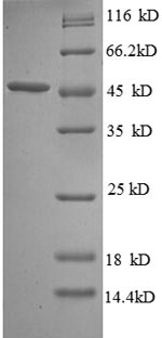 Greater than 90% as determined by SDS-PAGE.Recombinant E.Coli Probable Diguanylate Cyclase Dgcq (DGCQ) Protein (GST)