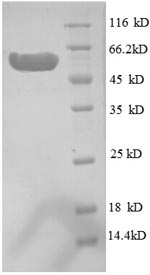 Greater than 90% as determined by SDS-PAGE.Recombinant E.Coli Inositol-1-Monophosphatase (SUHB) Protein (GST)