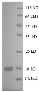 Greater than 90% as determined by SDS-PAGE.Recombinant E.Coli 30S Ribosomal Protein S8 (RPSH) Protein (His)