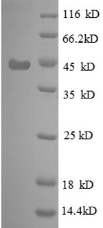 Greater than 90% as determined by SDS-PAGE.Recombinant E.Coli 30S Ribosomal Protein S6 (RPSF) Protein (GST)