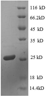 Greater than 90% as determined by SDS-PAGE.