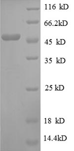 Greater than 90% as determined by SDS-PAGE.Recombinant E.Coli 30S Ribosomal Protein S3 (RPSC) Protein (GST)