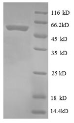 Greater than 90% as determined by SDS-PAGE.
