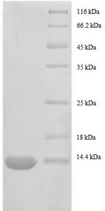 Greater than 90% as determined by SDS-PAGE.Recombinant E.Coli 30S Ribosomal Protein S15 (RPSO) Protein (His)