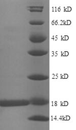 Greater than 90% as determined by SDS-PAGE.Recombinant E.Coli 30S Ribosomal Protein S11 (RPSK) Protein (His)
