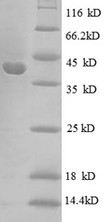 Greater than 90% as determined by SDS-PAGE.Recombinant E.Coli 30S Ribosomal Protein S10 (RPSJ) Protein (GST)