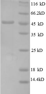 Greater than 90% as determined by SDS-PAGE.Recombinant E.Coli 50S Ribosomal Protein L6 (RPLF) Protein (GST)