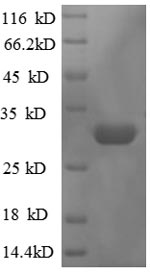 Greater than 90% as determined by SDS-PAGE.Recombinant E.Coli 50S Ribosomal Protein L36 (RPMJ) Protein (GST)