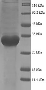 Greater than 90% as determined by SDS-PAGE.Recombinant E.Coli 50S Ribosomal Protein L35 (RPMI) Protein (GST)