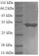 Greater than 90% as determined by SDS-PAGE.Recombinant E.Coli 50S Ribosomal Protein L34 (RPMH) Protein (GST)
