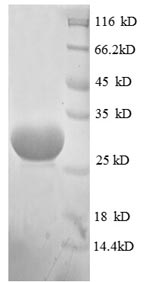 Greater than 90% as determined by SDS-PAGE.Recombinant E.Coli 50S Ribosomal Protein L33 (RPMG) Protein (GST)