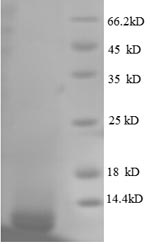 Greater than 90% as determined by SDS-PAGE.Recombinant E.Coli 50S Ribosomal Protein L33 (RPMG) Protein (His)