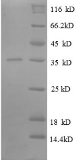 Greater than 90% as determined by SDS-PAGE.Recombinant E.Coli 50S Ribosomal Protein L31 (RPME) Protein (GST)