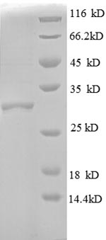 Greater than 90% as determined by SDS-PAGE.Recombinant E.Coli 50S Ribosomal Protein L30 (RPMD) Protein (GST)