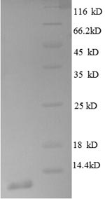 Greater than 90% as determined by SDS-PAGE.Recombinant E.Coli 50S Ribosomal Protein L30 (RPMD) Protein (His)