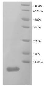 Greater than 90% as determined by SDS-PAGE.