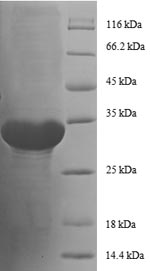 Greater than 90% as determined by SDS-PAGE.Recombinant E.Coli 50S Ribosomal Protein L29 (RPMC) Protein (GST)