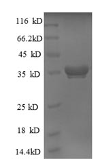 Greater than 90% as determined by SDS-PAGE.Recombinant E.Coli 50S Ribosomal Protein L28 (RPMB) Protein (GST)