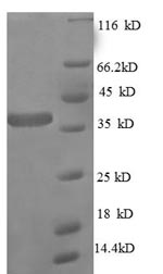 Greater than 90% as determined by SDS-PAGE.Recombinant E.Coli 50S Ribosomal Protein L27 (RPMA) Protein (GST)