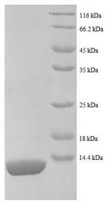 Greater than 90% as determined by SDS-PAGE.Recombinant E.Coli 50S Ribosomal Protein L27 (RPMA) Protein (His)