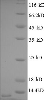 Greater than 90% as determined by SDS-PAGE.