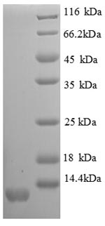 Greater than 90% as determined by SDS-PAGE.Recombinant Mouse C-X-C Motif Chemokine 11 (CXCL11) Protein (His)